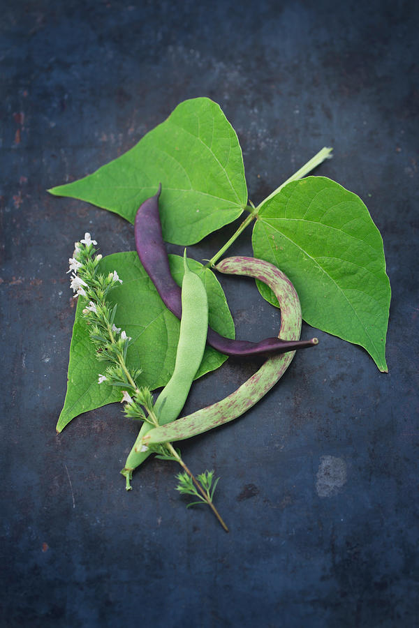 Three Different Fresh Beans With Leaves Photograph by Tina Engel