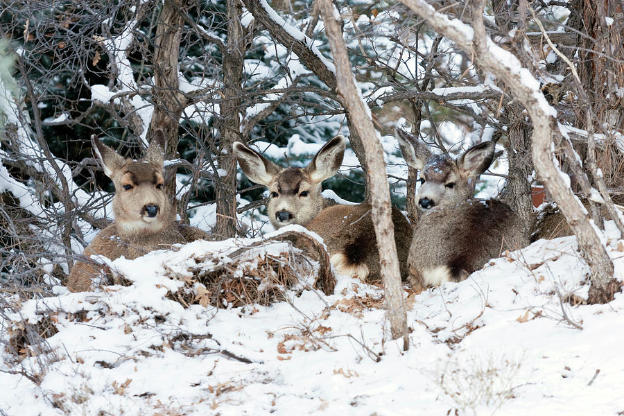 Three Does Resting in the Snow Photograph by Steven Krull