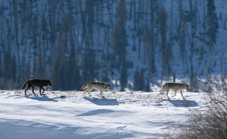 Three Druid Timber Wolves On Snow In Photograph by Milehightraveler