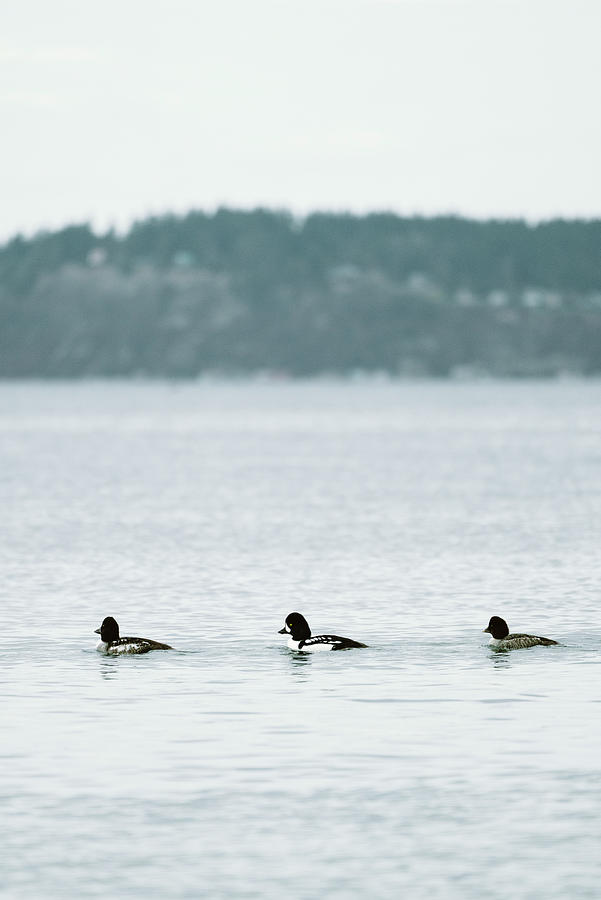 Animal Photograph - Three Ducks Swimming Together Along The Mukilteo Ferry Line by Cavan Images