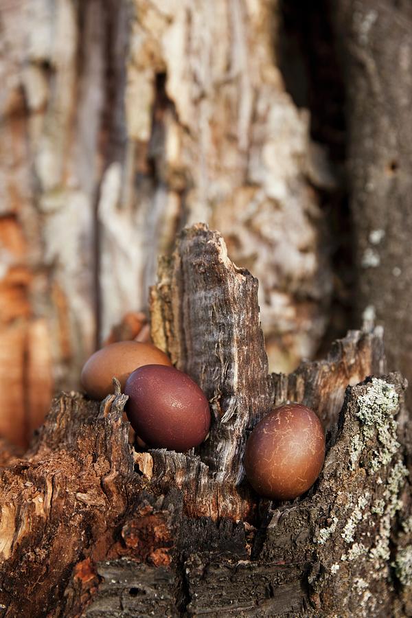 Three Eggs Dyed Using Walnut Shells On Tree Stump Photograph by Sabine Lscher