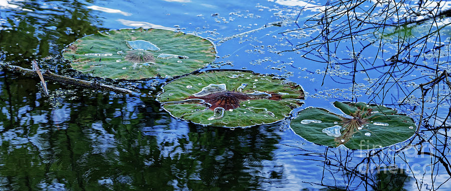 Three Fading Lily Pads Photograph