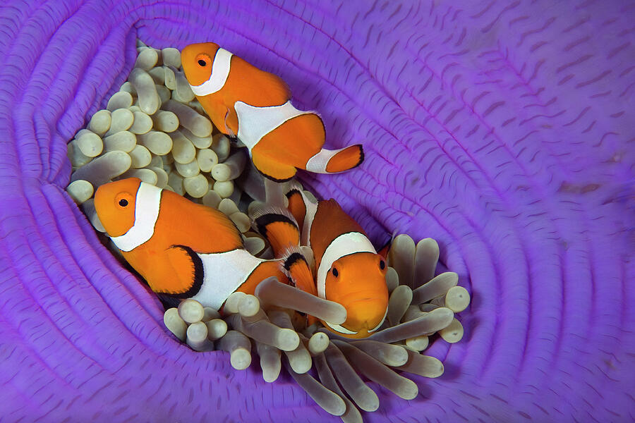 Three False Clownfish In Sea Anemone Lighthouse Reef Photograph by Franco Banfi / Naturepl.com Three False Clownfish In Sea Anemone Lighthouse Reef Photograph by Franco Banfi / Naturepl.com