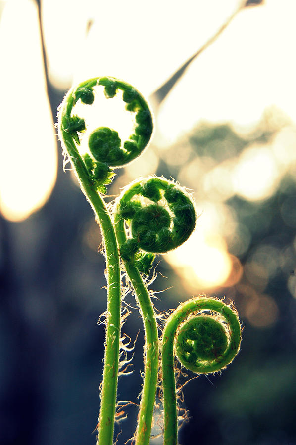 Three Fiddlehead Ferns Backlit With Photograph by Meredith Winn Photography