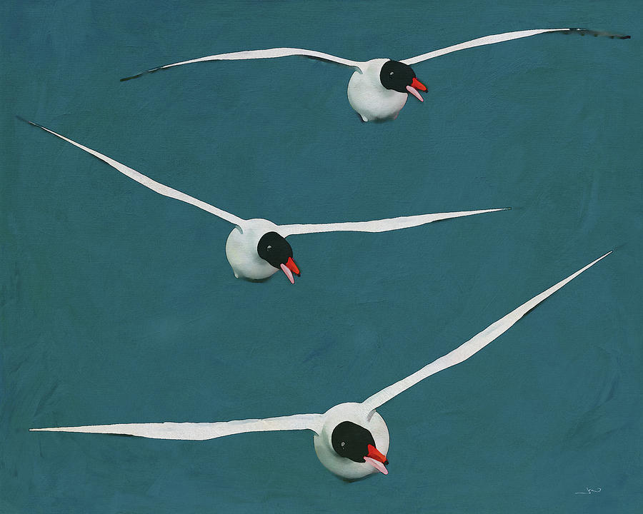 Three Floating Black Headed Gulls Digital Art by Jan Keteleer