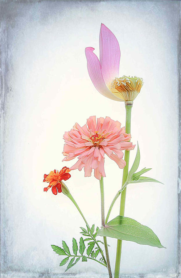 Three Flowers Photograph by Fangping Zhou