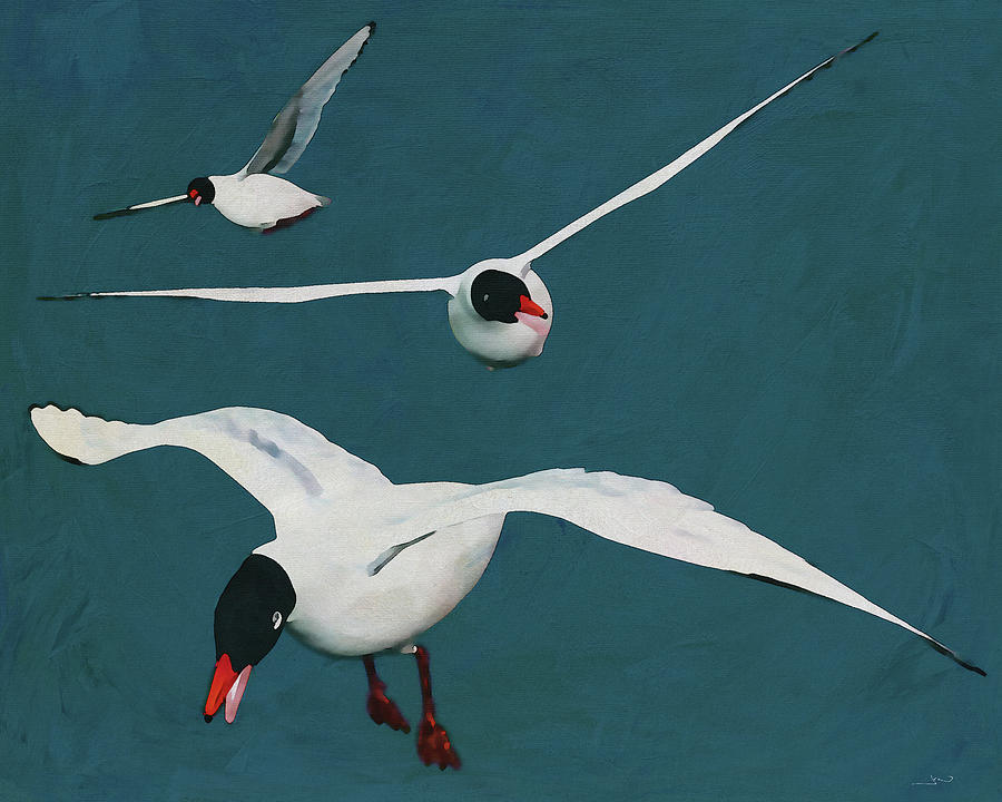 Three Flying Black headed Seagulls Digital Art by Jan Keteleer