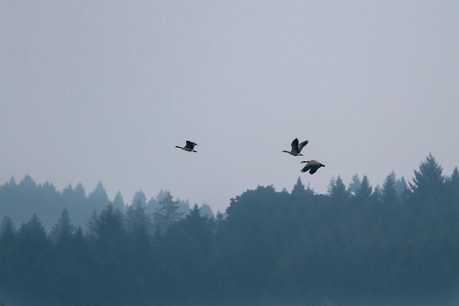 Three Flying Geese Photograph by Jean Noren