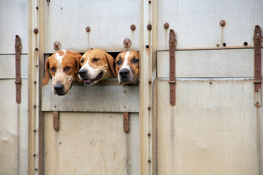 Three foxhounds Photograph by Seeables Visual Arts