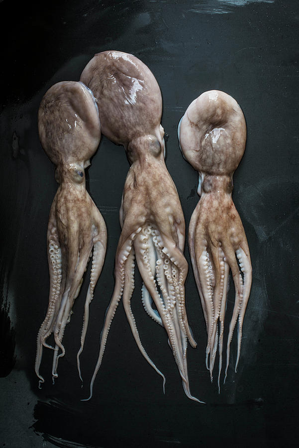 Three Fresh Octopus Photograph by Magdalena Hendey