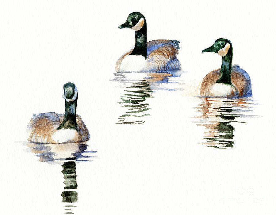 Geese Painting - Three Geese with Black Necks by Sharon Freeman