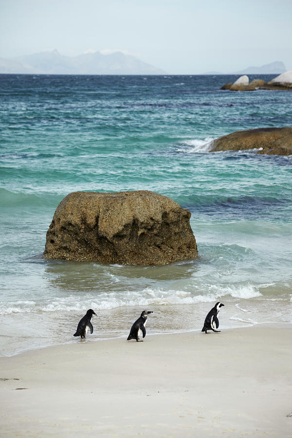 Three Gentoo Penguins On Beach Photograph by Johner Images