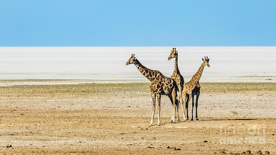 Three giraffes, Etosha National Park, Namibia Photograph by Lyl Dil Creations