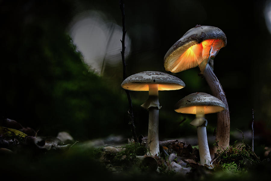 Three glowing mushroom lanterns Photograph by Dirk Ercken Pixels