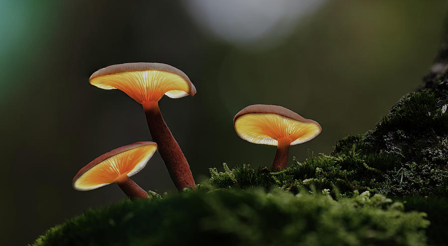 Three glowing mushroom lanterns - fairy tale forest Photograph by Dirk Ercken