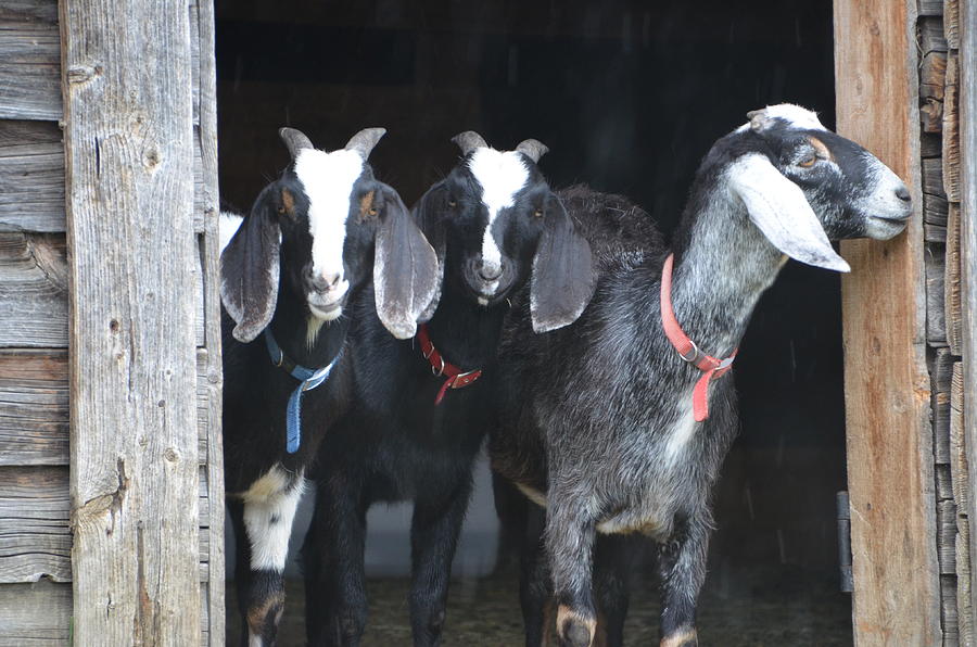 Three goats by Norman Burnham Three goats by Norman Burnham