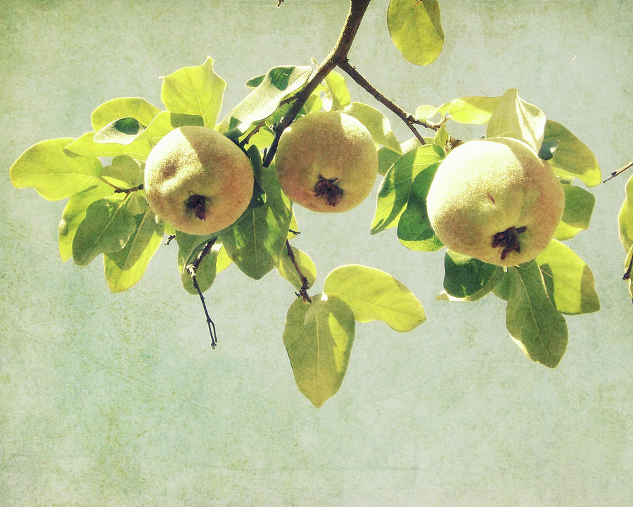 Three Gold Quince Photograph by Lupen Grainne