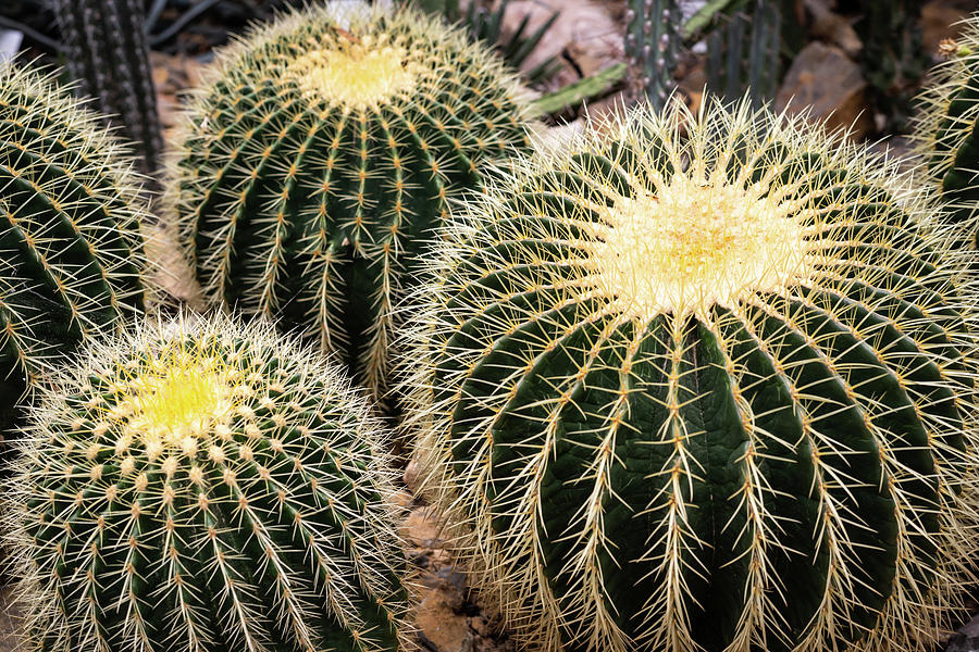 Three Golden Barrel Cactus In A Glass House Photograph
