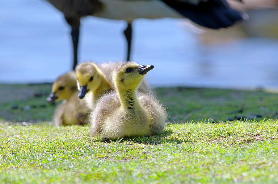 Three Goslings by Sharon Talson Three Goslings by Sharon Talson