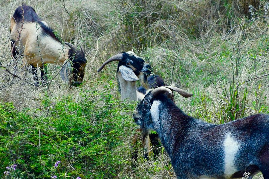 Three Grazing Goats Photograph by Debra Grace Addison