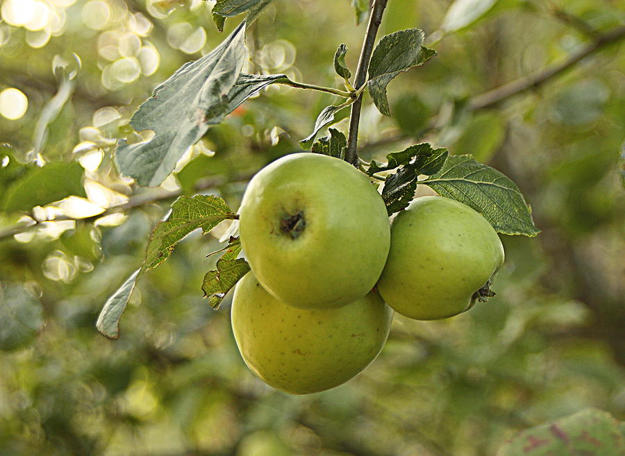 Three Green Apples by Sannel Larson Three Green Apples by Sannel Larson