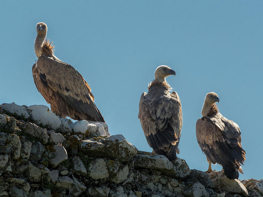 three-griffon-vultures-sitting-on-an-old-stone-wall-stefan-rotter.jpg