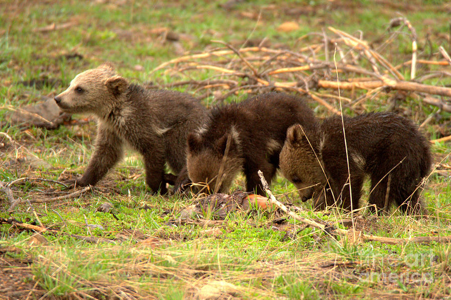 Three Grizzly Bear Cubs Photograph by Adam Jewell