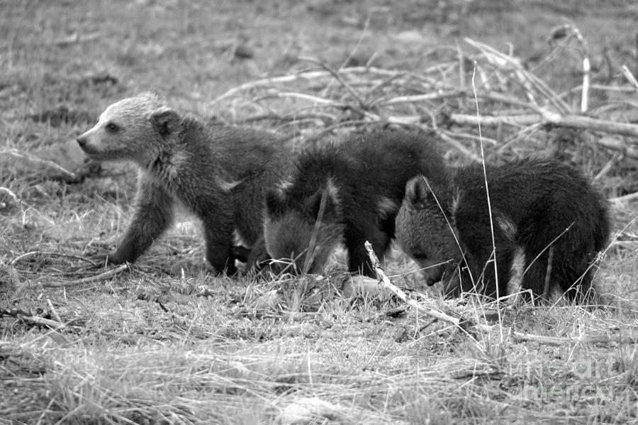 Three Grizzly Bear Cubs Black And White Photograph by Adam Jewell