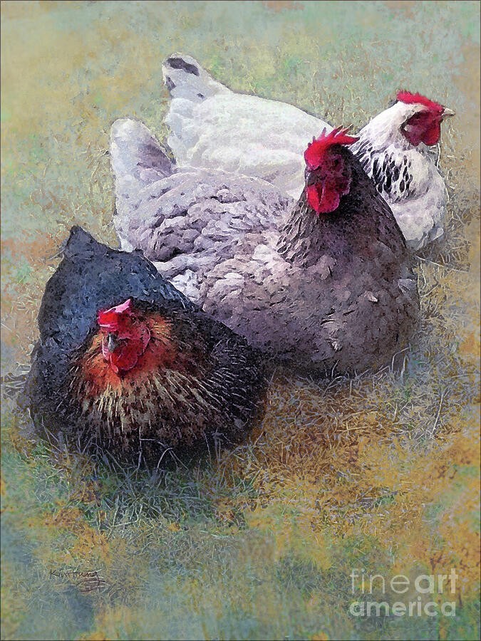 Three Hens Photograph by Kim Tran
