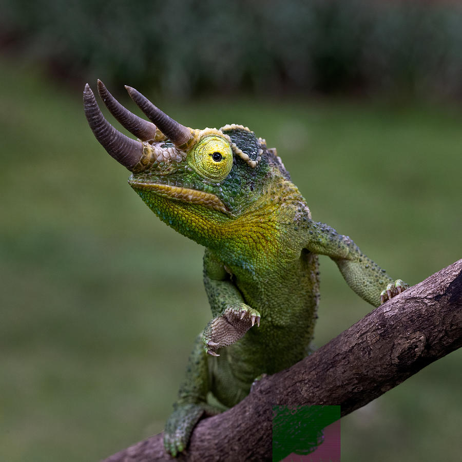 Three Horn Chameleon Photograph by Lisdiyanto Suhardjo - Fine Art America