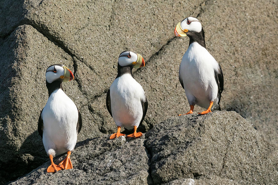 Three Horned Puffins Photograph by Mark Harrington