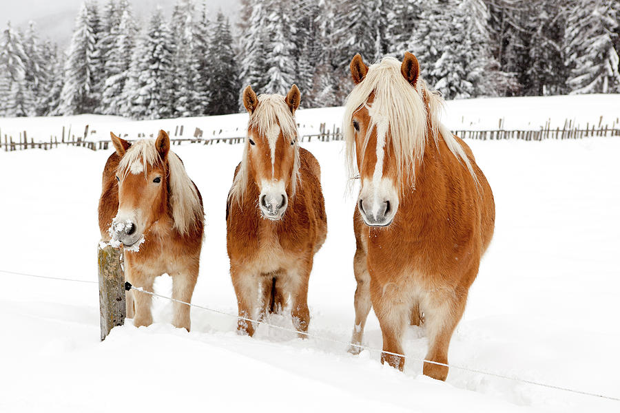 Three Horses Photograph by Angiephotos
