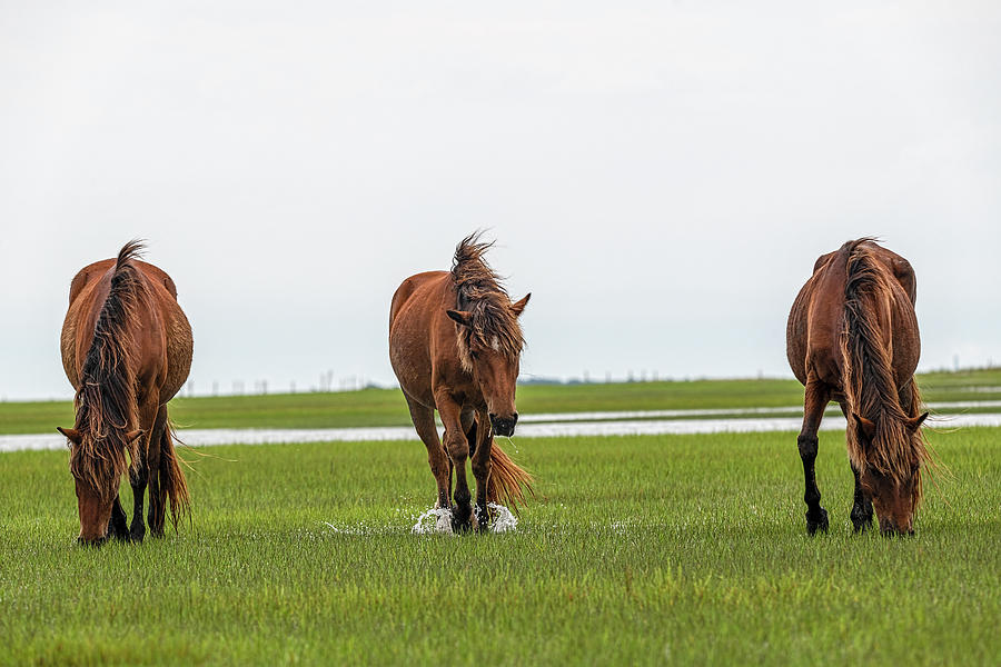 Three Horses Coming Straight On Photograph