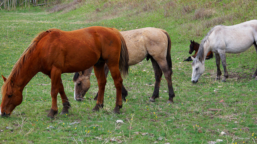 Three Horses Grazing, Plus One. Photograph by Tracey Vivar