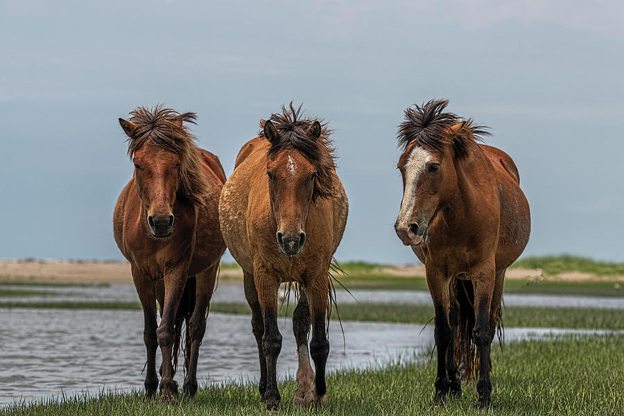 Three horses in a row looking Photograph by Dan Friend
