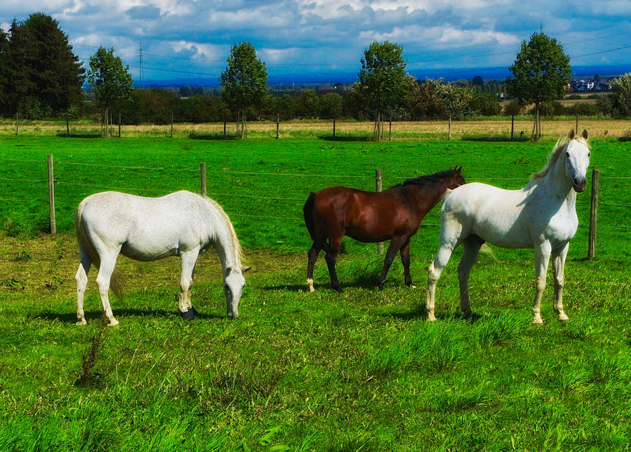 Three horses by picturetom Three horses by picturetom