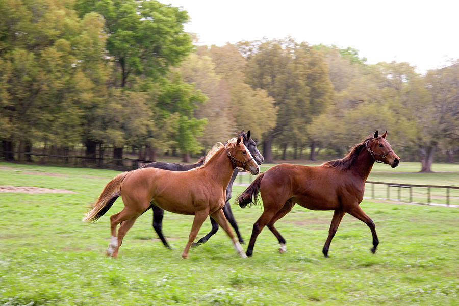 Three Horses Running On A Field At A Photograph by Juliejj