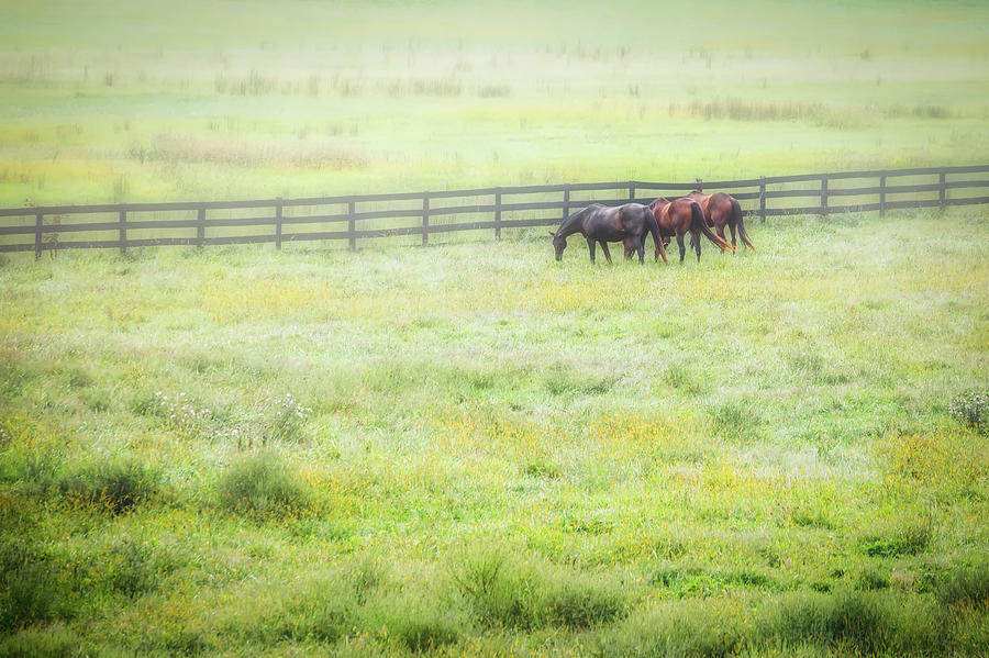 Three Horses Photograph by Bill Chizek
