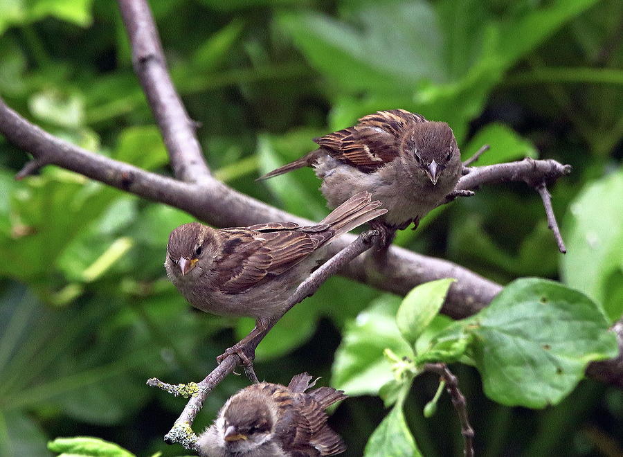 Three House Sparrows Photograph by Jeff Townsend
