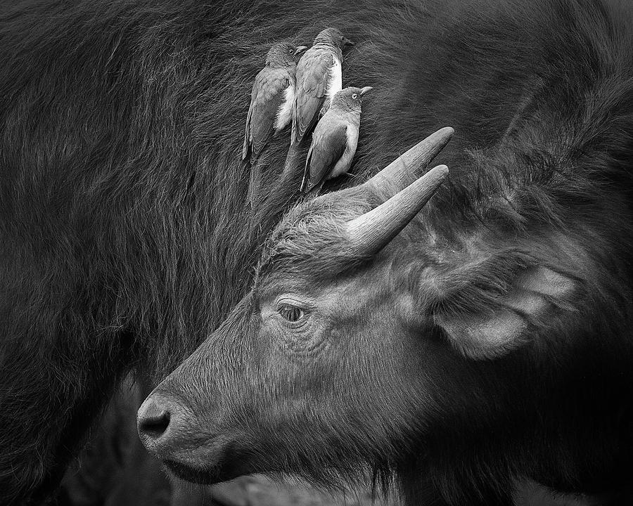 Cow Photograph - Three Is A Crowd! by Ali Khataw
