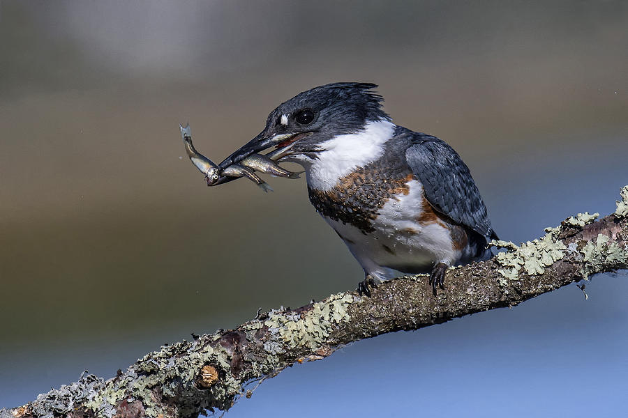 Kingfisher Photograph - Three Is Better Then One by Peter Stahl