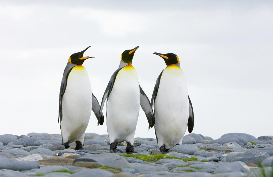 Three King Penguins Aptenodytes Photograph by Eastcott Momatiuk