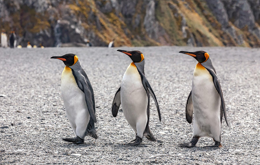 Penguin Photograph - Three Kings by Siyu And Wei Photography