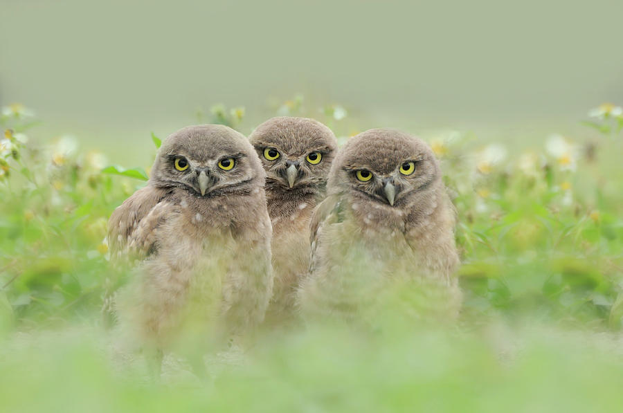 Three Lil Owls Photograph by Carol Eade