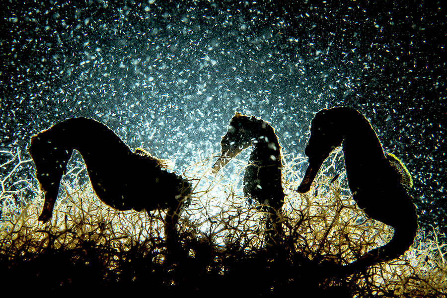 Three Lined Seahorses, Two Male And One Female, Feeding On Photograph by Shane Gross / Naturepl.com Three Lined Seahorses, Two Male And One Female, Feeding On Photograph by Shane Gross / Naturepl.com