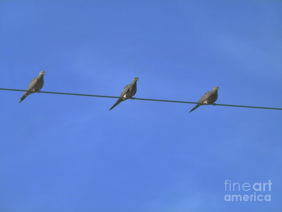Three Little Birds - On The Line Photograph by Jor Cop Images