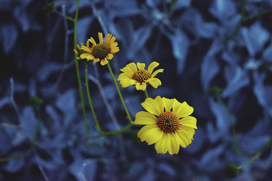 Three little flowers Photograph by Chance Kafka