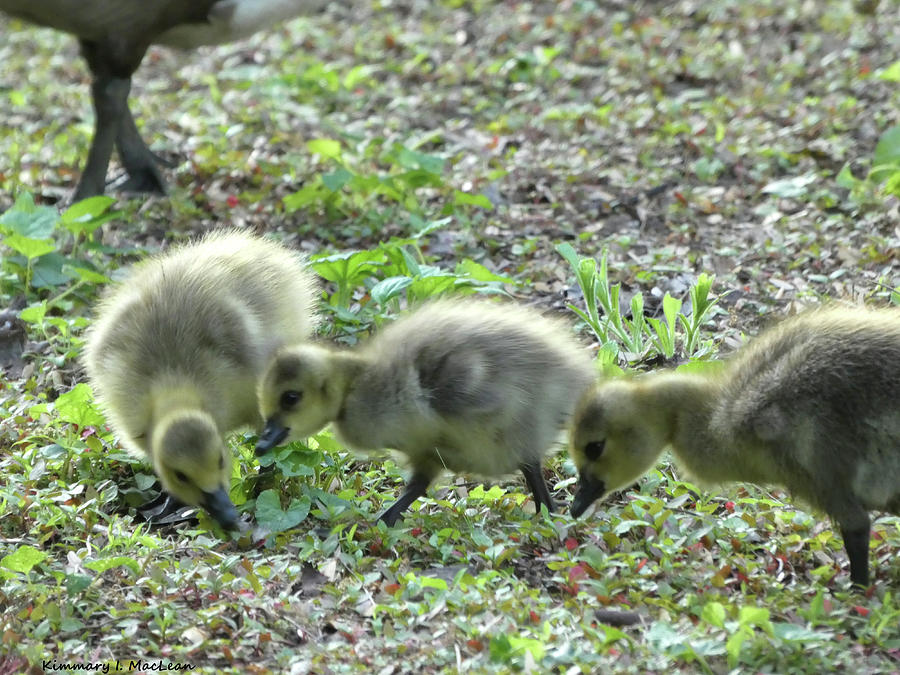 Three Little Geese Photograph by Kimmary MacLean