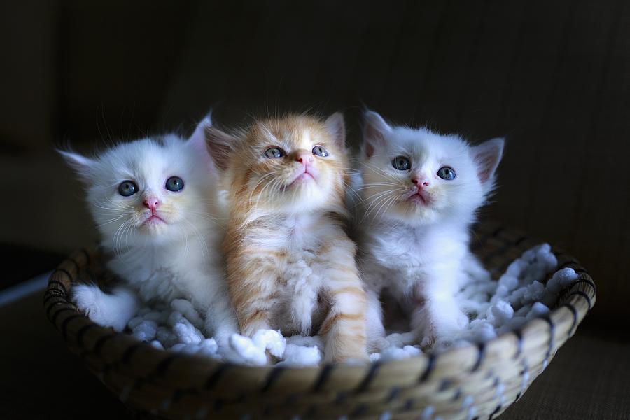 Three little kitties Photograph by Top Wallpapers