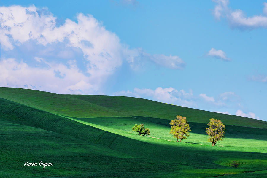 Three Little Trees Sitting On A Hill Photograph by Karen Regan